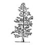 Alder silhouette