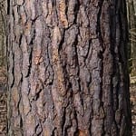 Scots pine bark
