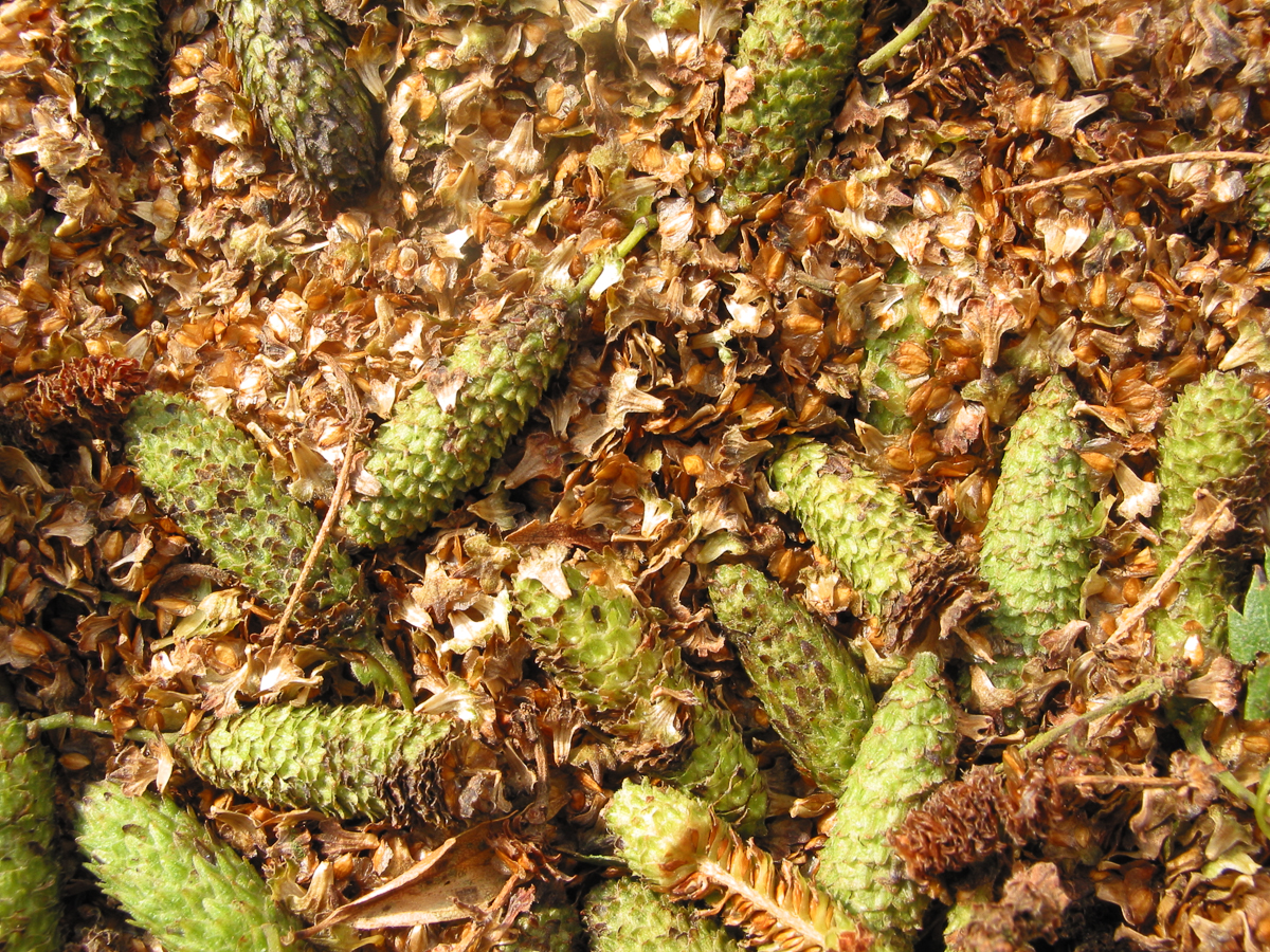 Downy birch