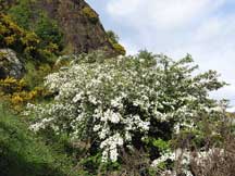 Hawthorn on hillside