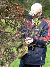 Collecting hawthorn berries