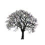 Crab apple silhouette