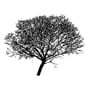 Goat willow silhouette