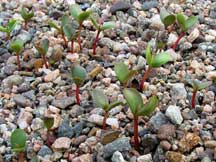 Young hawthorn plants