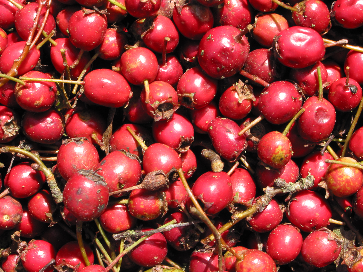 Hawthorn