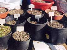 Pretreatment pots