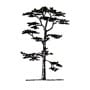 Scots pine silhouette