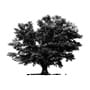 Sessile oak silhouette