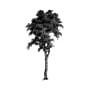 Silver birch