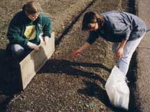 Sowing hawthorn seed