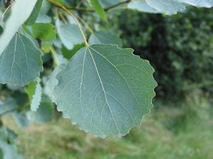 Aspen leaves