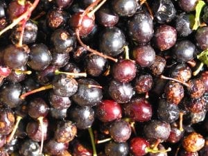 Bird cherry fruits