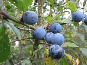 Blackthorn berries (sloes) on the plant