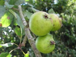 Crab apples on the tree