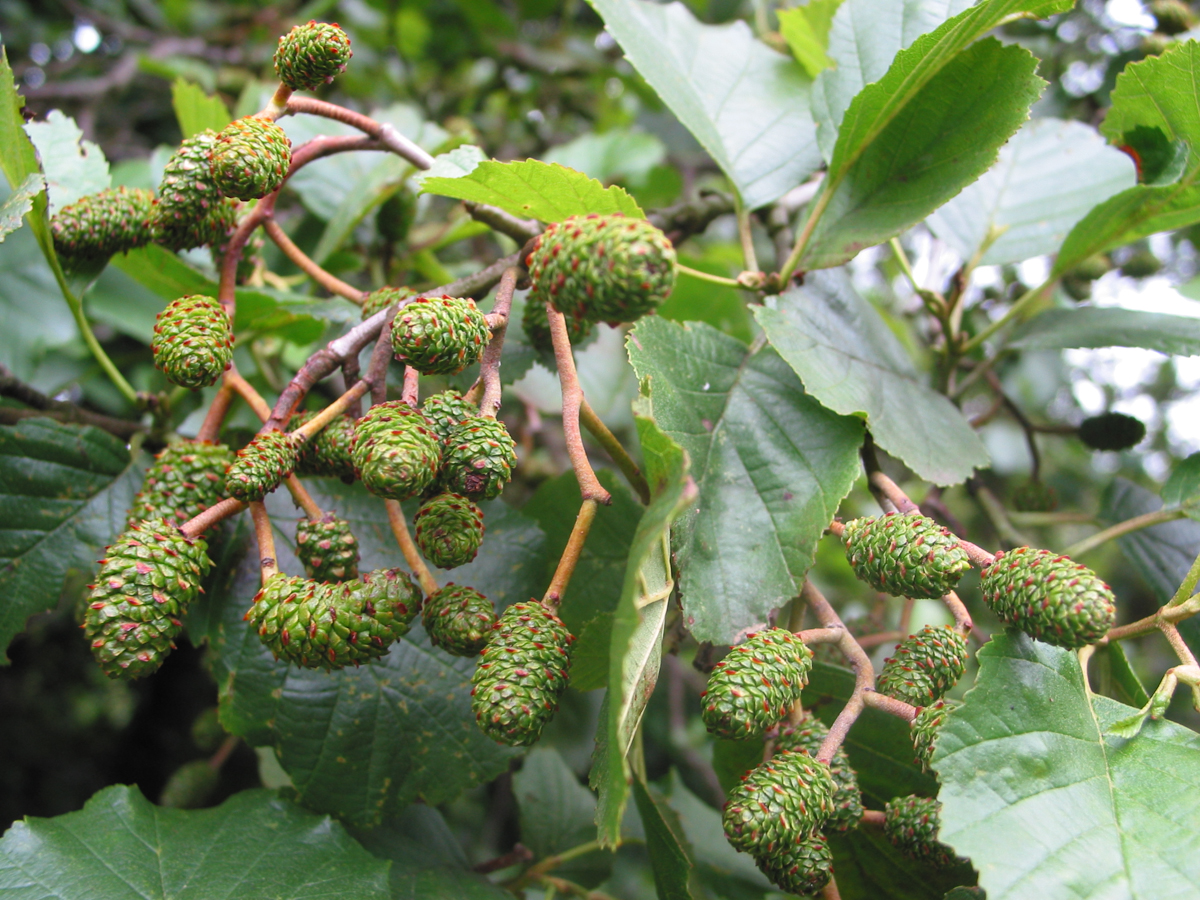 Grow Alder Trees From Seed It s Easy A Guide From TCV