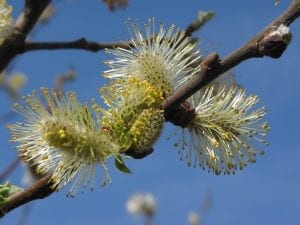 Goat willow flowers