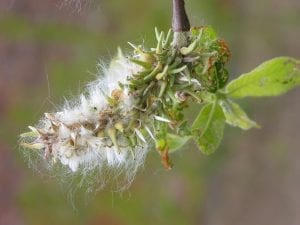 Willow seeds