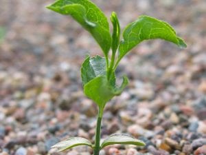 A young tree growing in a tree nursery