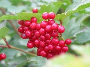 Guelder rose berries on the tree