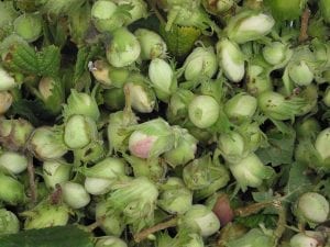 Hazelnuts collected from the tree