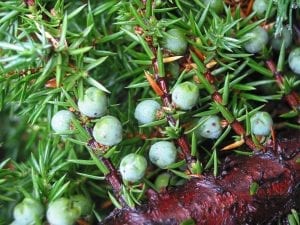 Juniper berries