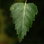 How to identify the Silver birch tree (Betula pendula) in a few easy steps