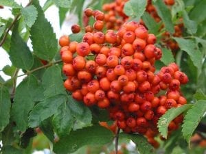 Rowan berries on the tree