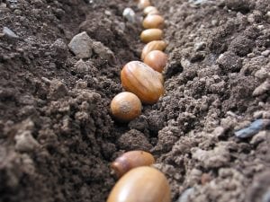 Sowing acorns in drills