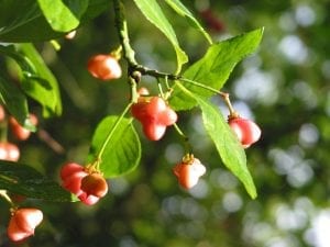 Spindle fruits on the tree