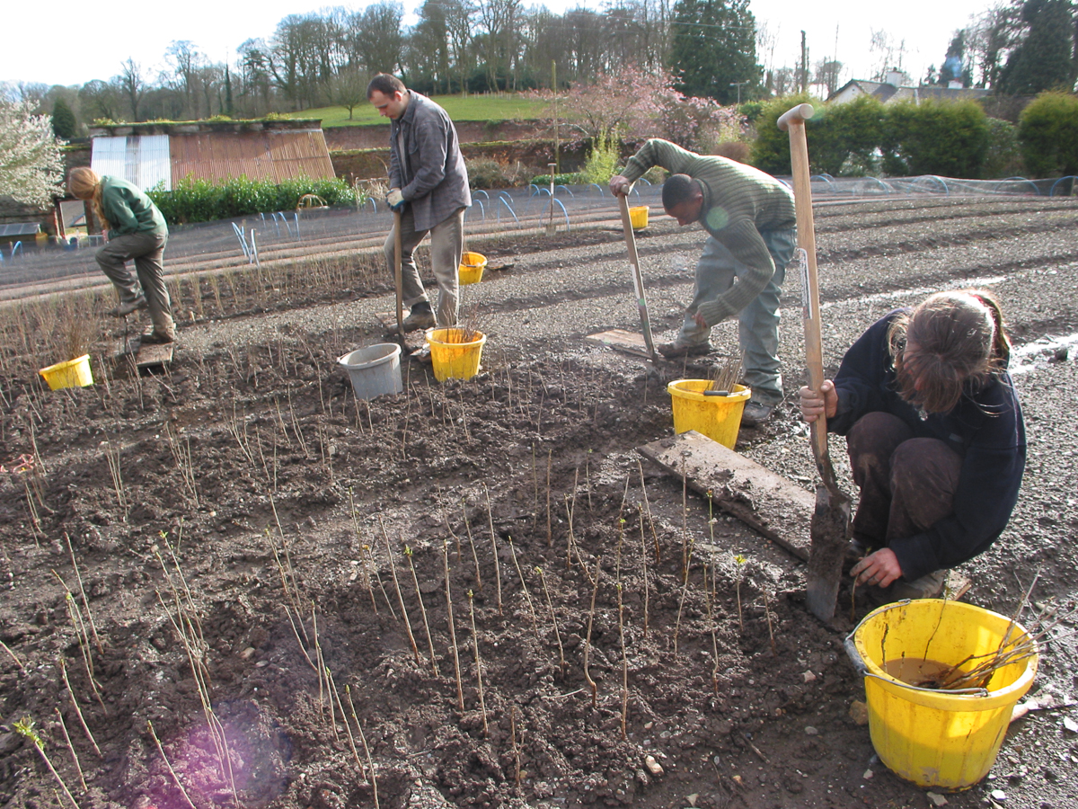 Transplanting How To Grow Trees