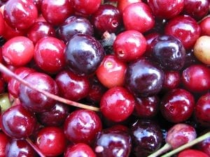 Wild cherry fruits