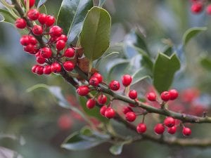 Holly berries on a holly tree