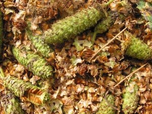 Downy birch fruits drying