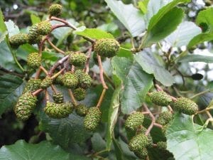 Alder cones on the tree