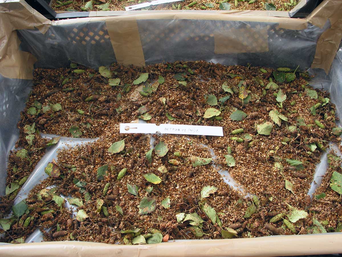 Silver birch How To Grow Trees