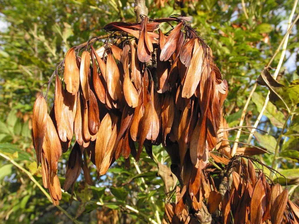 ash-how-to-grow-trees