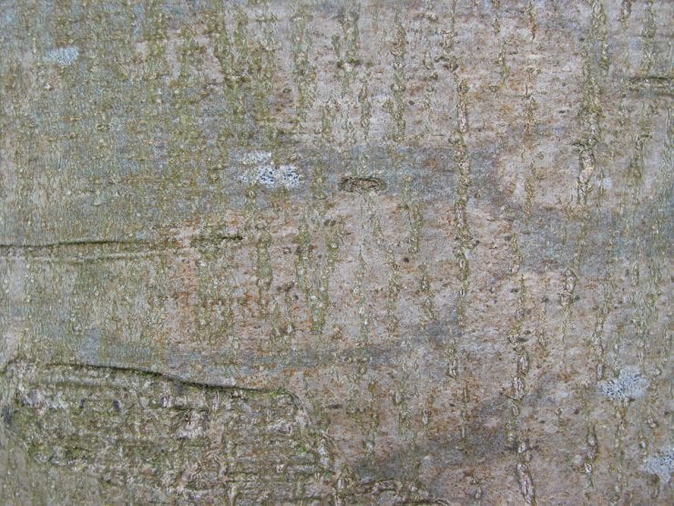 Bark of a young ash tree