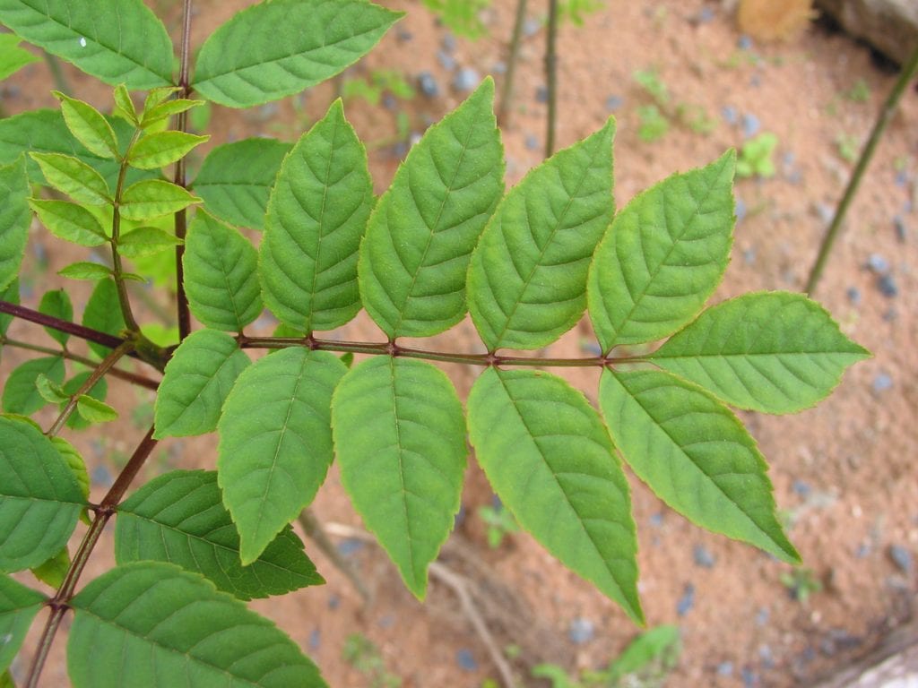 Ash How To Grow Trees