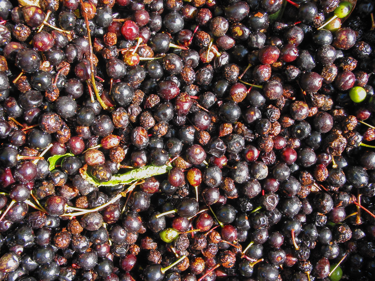 Bird cherry How To Grow Trees