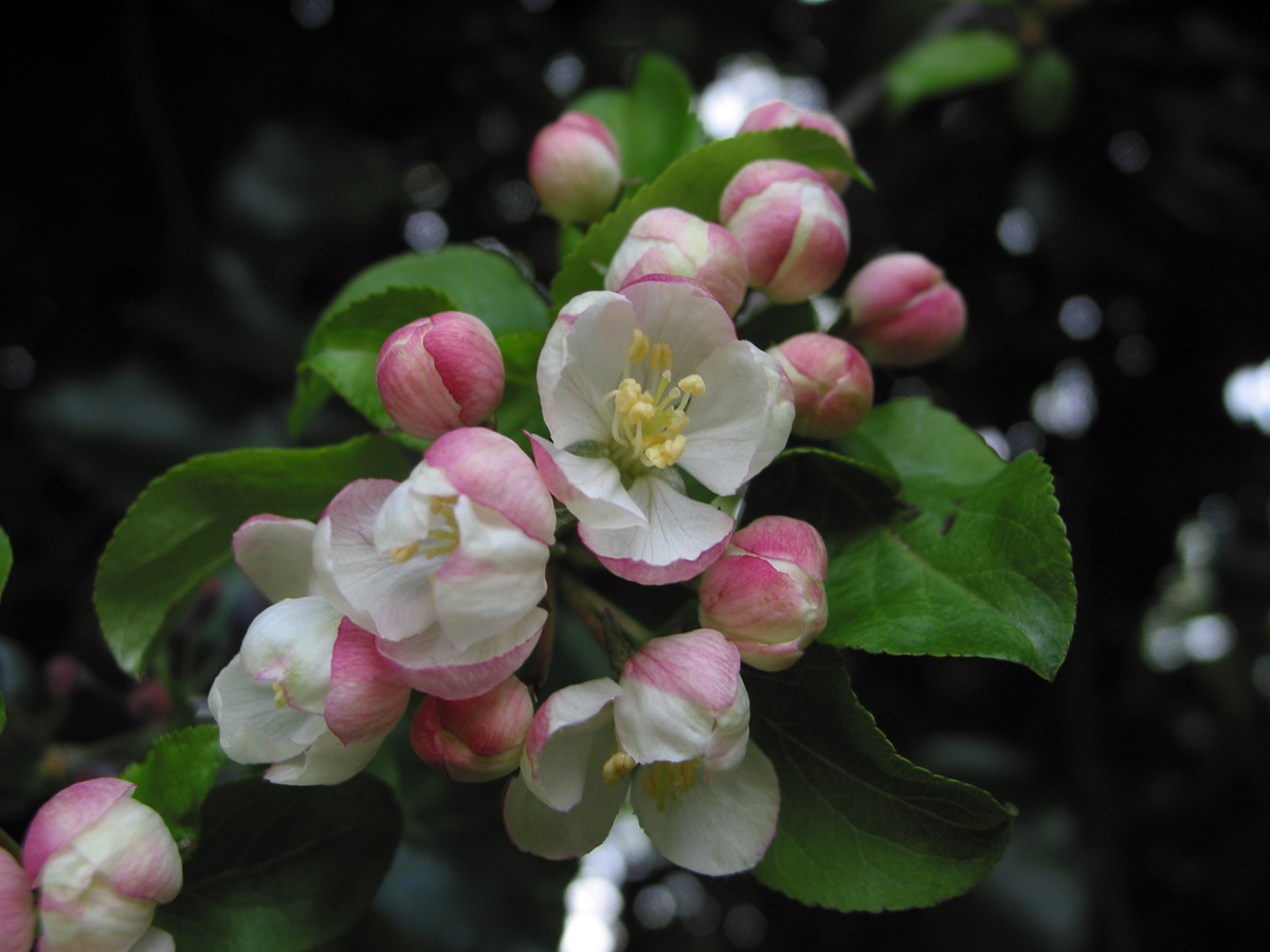 Crab apple How To Grow Trees