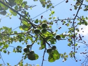 Crab apples on the tree