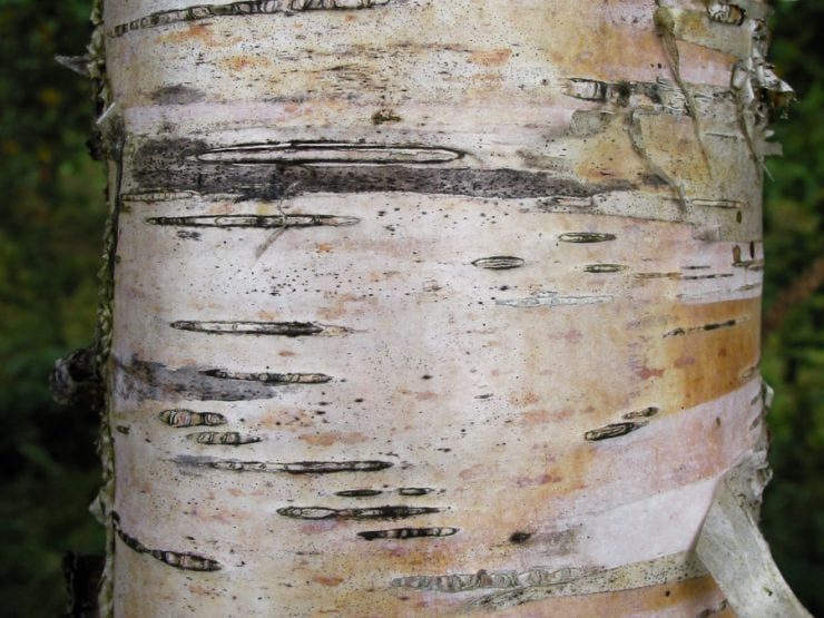 The bark of a young downy birch tree