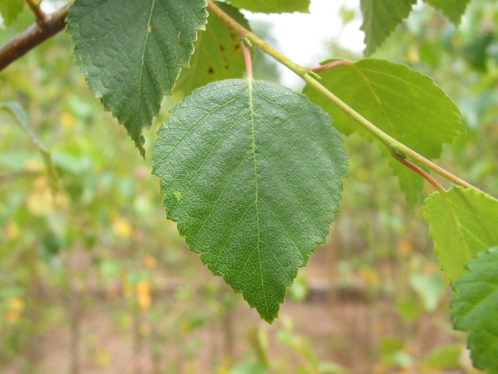 Downy birch How To Grow Trees