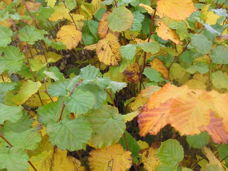 Hazel in autumn with yellowing leaves