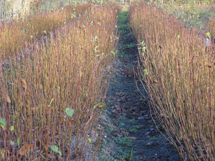 Young alder trees in nursery beds