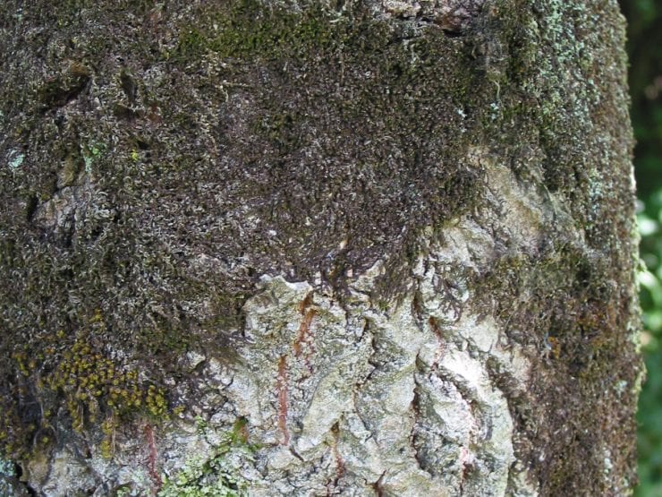 Aspen bark