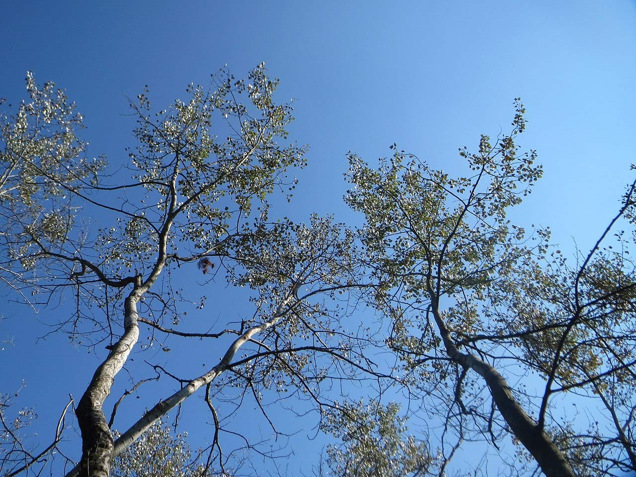 Aspen How To Grow Trees