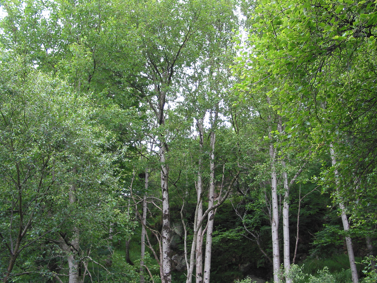 Aspen How To Grow Trees