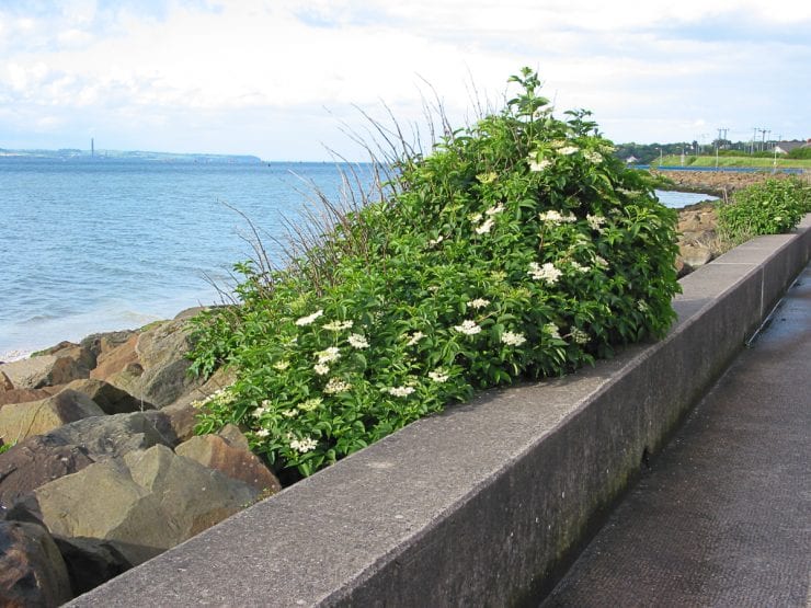 An elder growing at the coast