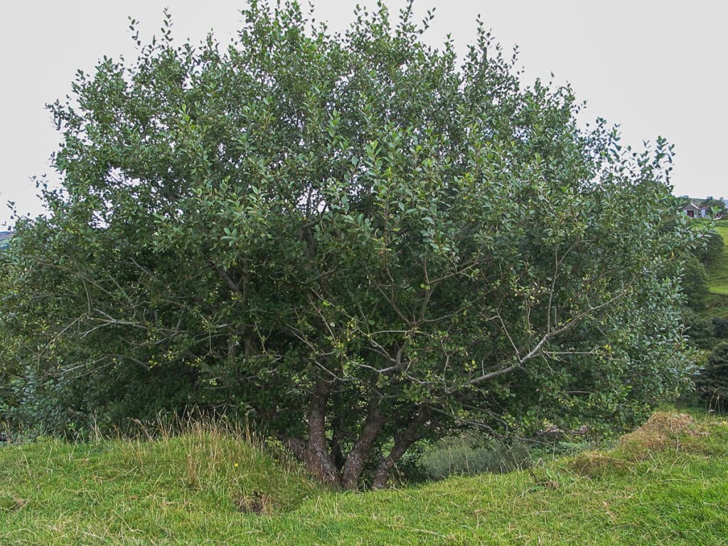 Goat willow How To Grow Trees